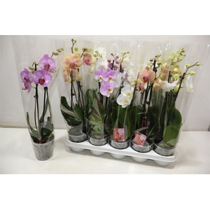 Phal 2 Tak Mix