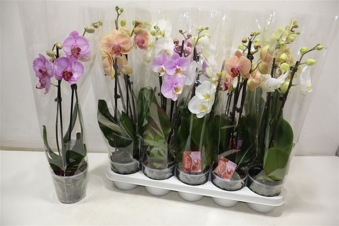 <h4>Phal 2 Tak Mix</h4>