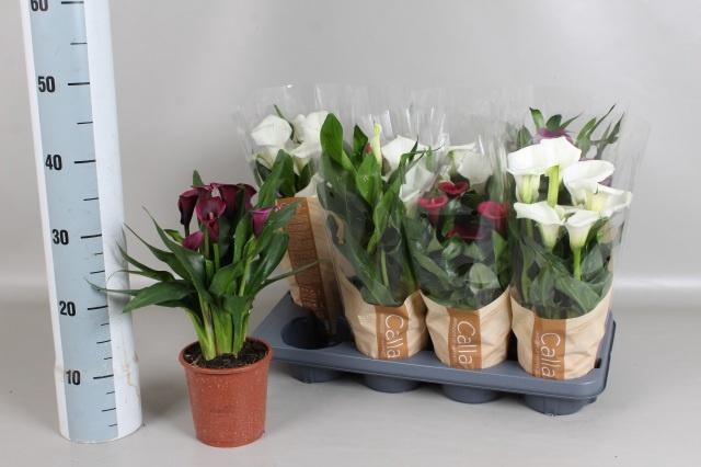 <h4>ZANT GEM 5 KL</h4>