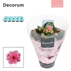 Kalanchoe Decorum TENDER - Serenity Pink White