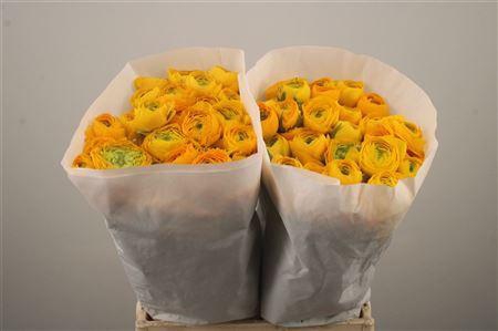 <h4>Ran El. Yellow Ex</h4>