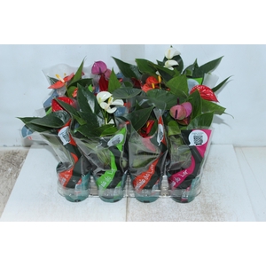 ANTHURIUM VARIADO P09