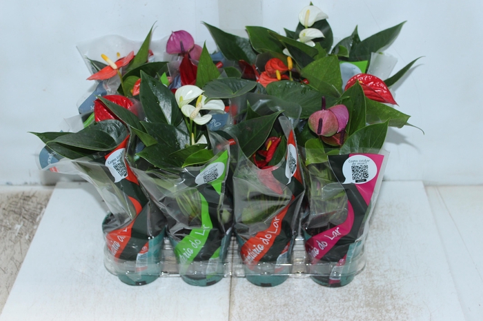 <h4>ANTHURIUM VARIADO P09</h4>