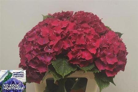 <h4>Hydr M Ch Mon Amour Violet</h4>