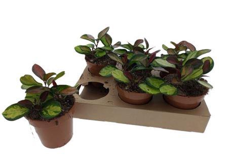 <h4>Hoya Australis Lisa</h4>