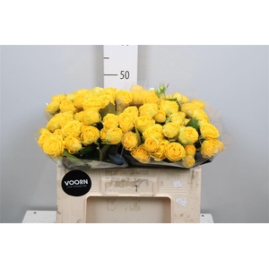 R Tr Lun Trendsetter