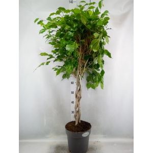 Ficus benja. 'Exotica'