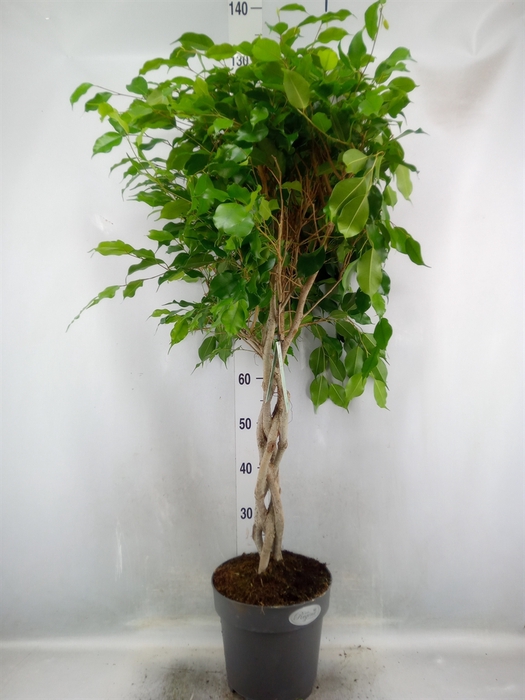 <h4>Ficus benja. 'Exotica'</h4>