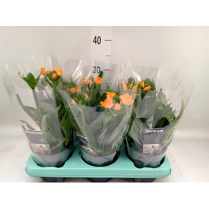 Ornithogalum dubium