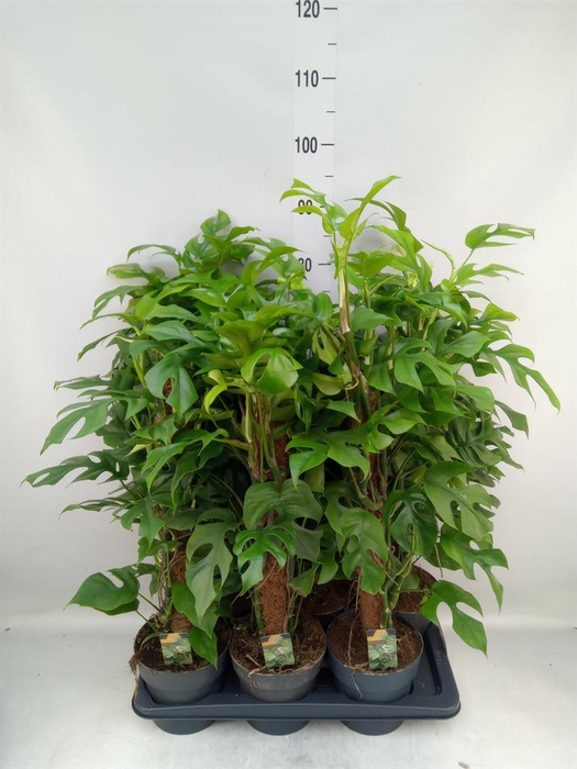 <h4>Philodendron   ...</h4>