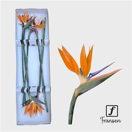 <h4>Strel Reginae Bloem</h4>