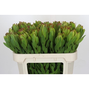 Leucadendron Goldstrike