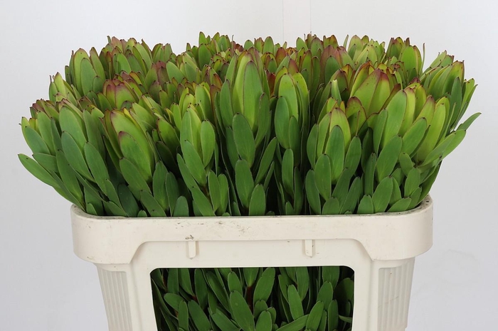 <h4>Leucadendron Goldstrike</h4>