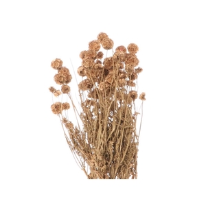 DRY SCABIOSA BRASS GOLD