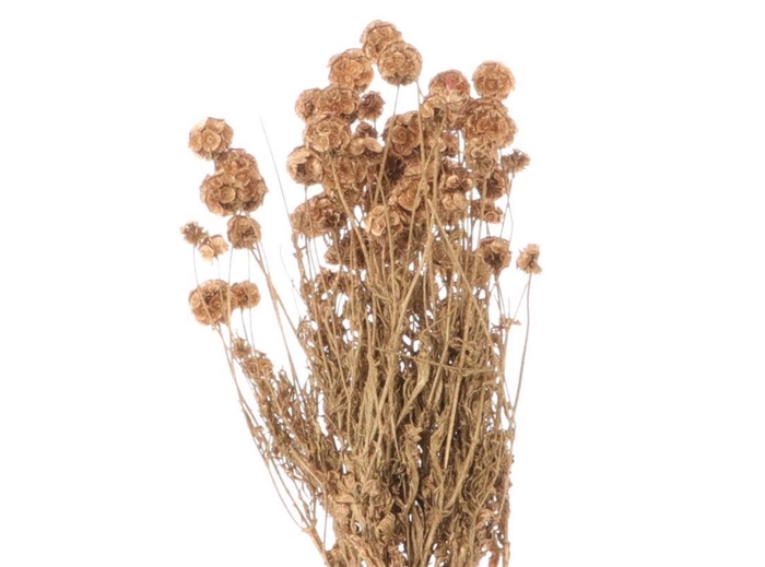 <h4>DRY SCABIOSA BRASS GOLD</h4>