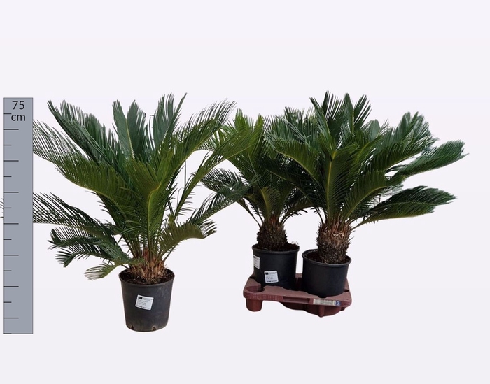 <h4>CYCAS REVOLUTA</h4>