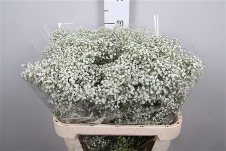 <h4>Gyps Pa Million Stars 2</h4>