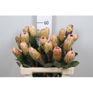 Protea Grandicolor