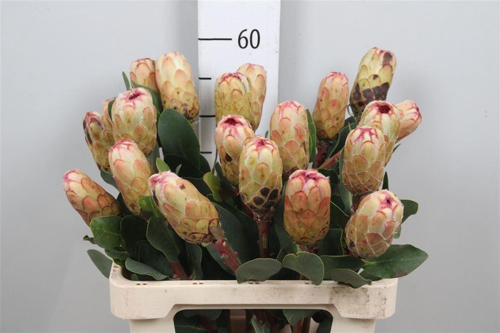 <h4>Protea Grandicolor</h4>