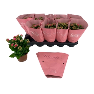 KAL GE PERFECTA ROSA