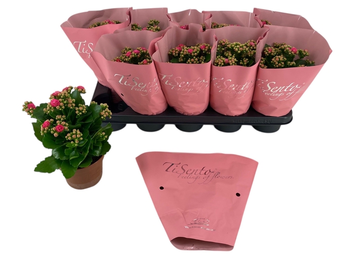 <h4>KAL GE PERFECTA ROSA</h4>