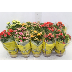 KALANCHOE DOBRADO P11
