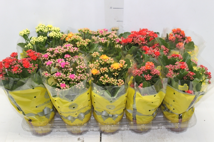 <h4>KALANCHOE DOBRADO P11</h4>