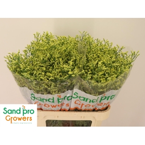 LIM SIN CHINA SUMMER