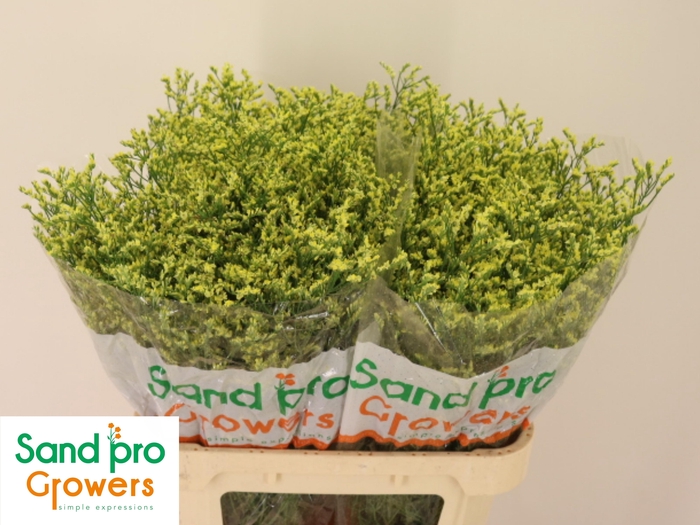 <h4>LIM SIN CHINA SUMMER</h4>