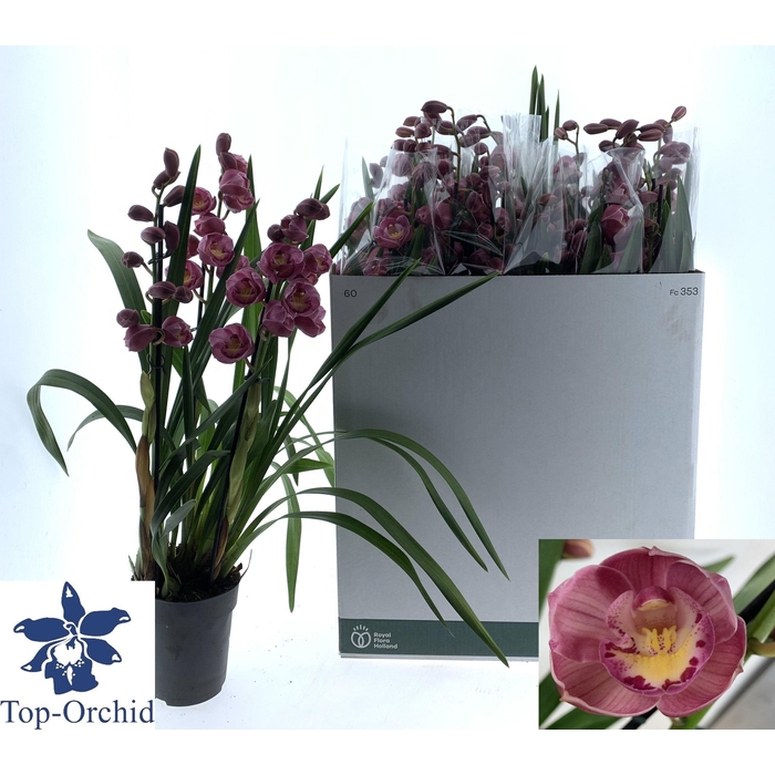 <h4>CYMB OVERIG</h4>