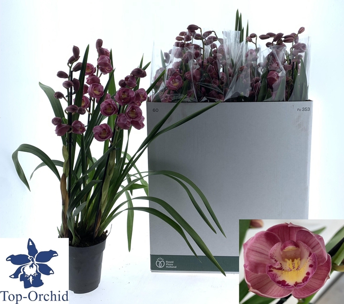 <h4>CYMB OVERIG</h4>