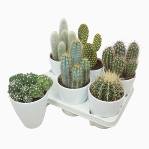 Cactus Gemengd Keramiek Chic