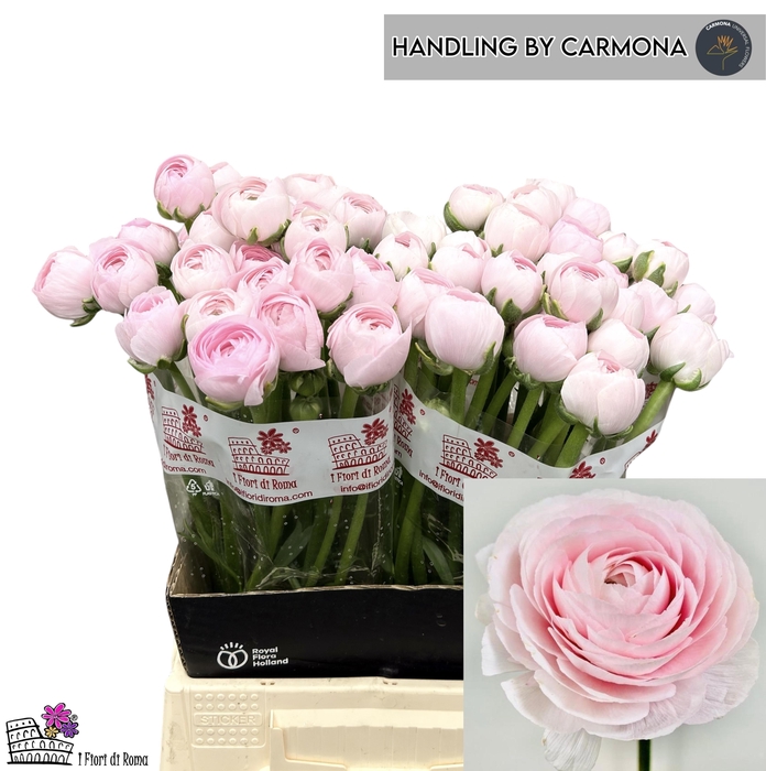 <h4>RAN SU LADY</h4>