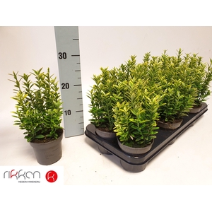 EUONYMUS JA M AUREOV