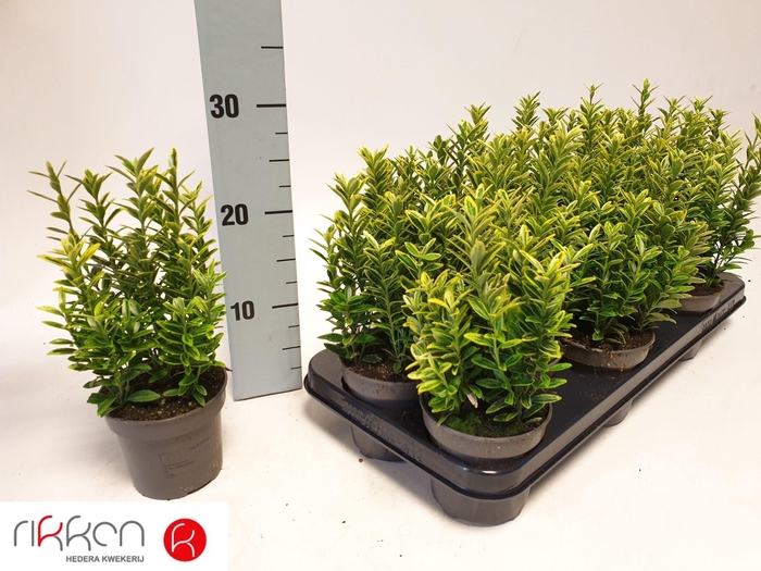 <h4>EUONYMUS JA M AUREOV</h4>