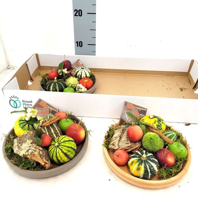 <h4>CUCURBITA OV</h4>