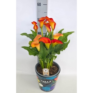 Zantedeschia 19cm potcover Blauw - Oranje