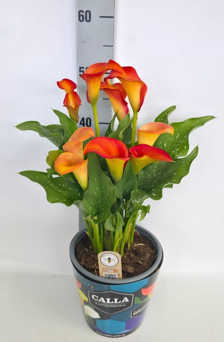 <h4>Zantedeschia 19cm potcover Blauw - Oranje</h4>