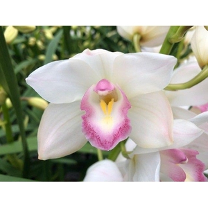 Cymb Mi Earliflor Leekade X8