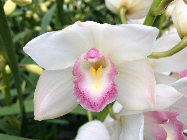 <h4>Cymb Mi Earliflor Leekade X8</h4>