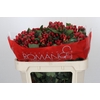 Hypericum True Romance Spray