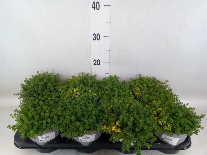 <h4>Thymus citriodorus</h4>