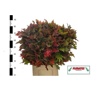 QUERC RUBRA