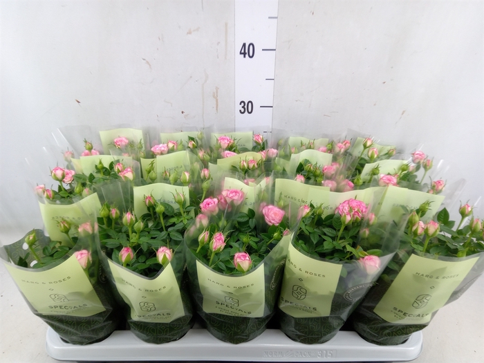 <h4>Rosa  'Carousel Kordana'</h4>