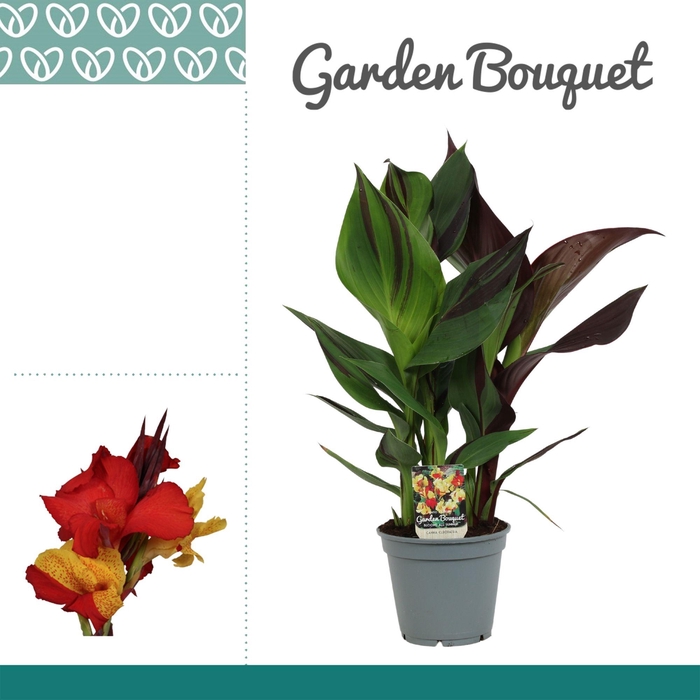 <h4>Canna Cleopatra Zonder Bloem</h4>