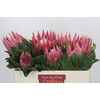 Protea Cynaroides Claire
