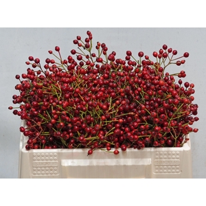 ROSA F AUTUMN SPIRIT