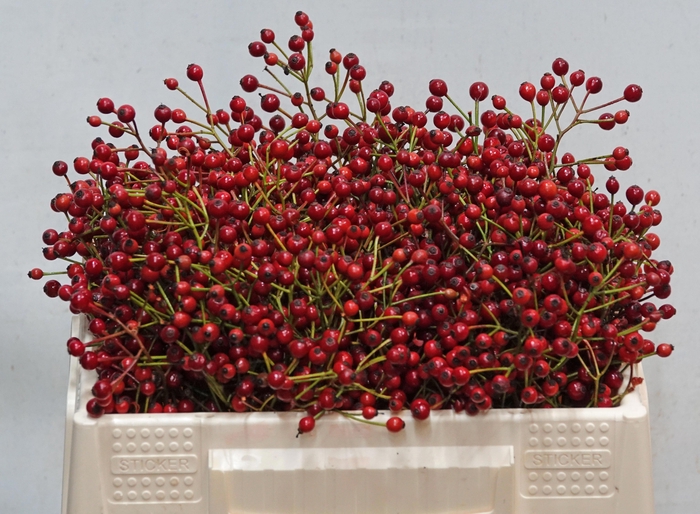 <h4>ROSA F AUTUMN SPIRIT</h4>