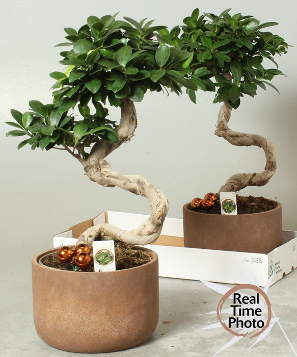 <h4>FIC MI GINSENG</h4>