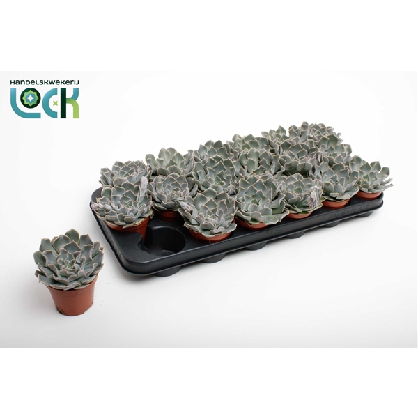 <h4>Echeveria Agnes</h4>